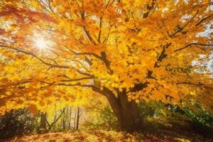 Herbst Blumen- Panorama- Hintergrund. bunt Gelb und rot Ahorn Laub auf ein sonnig Tag heilig Licht. herbstlich Park. ai generativ foto