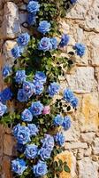 Klettern Blau Rosen auf das Mauer sonnig Wetter. ai generativ foto
