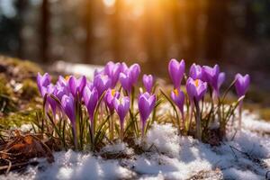 Frühling Landschaft mit zuerst Blumen lila Krokusse auf das Schnee im Natur im das Strahlen von Sonnenlicht. ai generativ foto