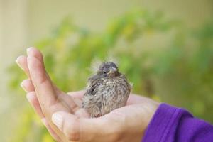 kleiner Vogel, der in der Mädchenhand ruht foto