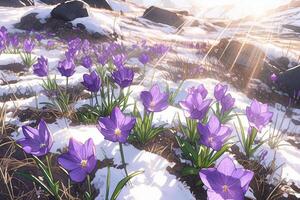 Frühling Landschaft mit zuerst Blumen lila Krokusse auf das Schnee im Natur im das Strahlen von Sonnenlicht. ai generativ foto