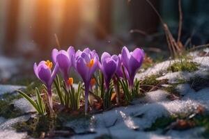 Frühling Landschaft mit zuerst Blumen lila Krokusse auf das Schnee im Natur im das Strahlen von Sonnenlicht. ai generativ foto