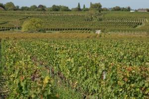 Trauben im Weinberg im Süden Frankreichs in der Provence foto