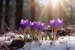 Frühling Landschaft mit zuerst Blumen lila Krokusse auf das Schnee im Natur im das Strahlen von Sonnenlicht. ai generativ foto