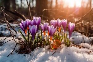 Frühling Landschaft mit zuerst Blumen lila Krokusse auf das Schnee im Natur im das Strahlen von Sonnenlicht. ai generativ foto