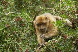 Nahaufnahme des Barbary Macaque Monkey von Gibraltar