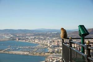 Barbary Macaque Monkey mit Blick auf den Hafen von Gibraltar foto