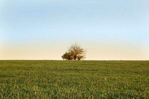 Einsamkeit. ein Baum im ein leeren Feld beim Sonnenuntergang. Landschaft foto