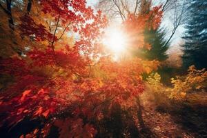 Herbst Blumen- Panorama- Hintergrund. bunt Gelb und rot Ahorn Laub auf ein sonnig Tag heilig Licht. herbstlich Park. ai generativ foto