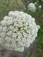 wild Karotte, Hintergrund, schön Blume, Schönheit Natur foto