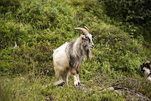 Ziegen, die auf den Wiesen von Südtirol grasen foto