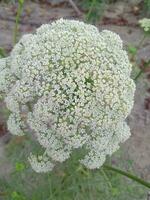 wild Karotte, Hintergrund, schön Blume, Schönheit Natur foto