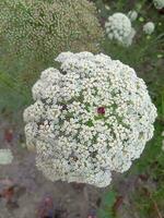 wild Karotte, Hintergrund, schön Blume, Schönheit Natur foto