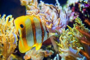 Schmetterling Fisch im Koralle Riff foto