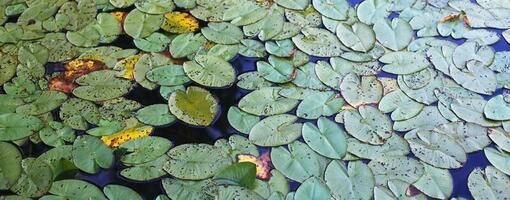 Draufsicht auf grüne Seerosenblätter in einem Teich. Lotusblumenhintergrund foto
