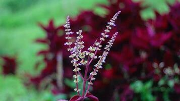 das aerva Sanguinolenta Pflanze hat rot Spinat Blätter und Gelb und Weiß Blumen mit ein verschwommen Hintergrund foto
