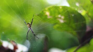 Stok foto laba-laba Argiope appensa berbadan kuning, Berkaki Merah Bercincin kuning berlatar verwischen