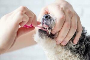 Inhaber Bürsten Zähne von süß Hund beim Zuhause foto