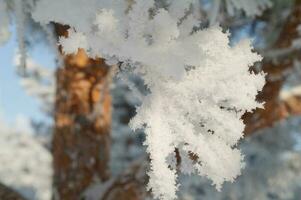 Frost auf ein Zweig, Weiß Frost Kristalle auf ein Ast foto