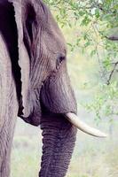 Elefant Stoßzahn Elfenbein Tier Kofferraum Afrika foto