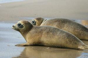 Dichtungen jung Tiere Strand Norden Meer Pelz Gesicht foto