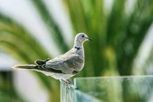 Taube ist ein schön Vogel foto