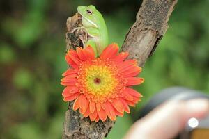 Makro Bühne von Frosch und Orange Blume foto