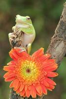 Makro Bühne von Frosch und Orange Blume foto