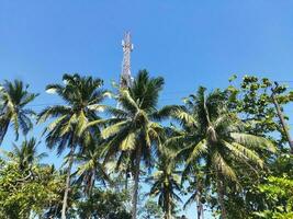 Kokosnuss Baum mit Blau Himmel Hintergrund Sommer- Tag foto