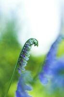 Blau Blumen Nahansicht. Makro Fotografie von Farben. Nahansicht auf verschwommen Grün mit Kopieren von Raum, mit wie ein Hintergrund das natürlich Landschaft, Ökologie, foto