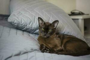 Nahansicht von ein birmanisch Katze beim heim. Porträt von ein jung schön braun Katze. foto