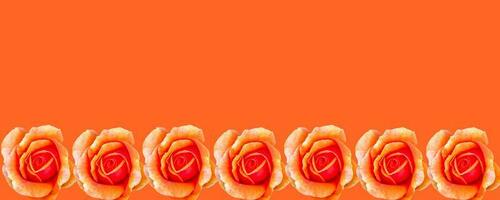 ein Banner mit einem Frühlingskonzept. gelb-orange Rosen. foto