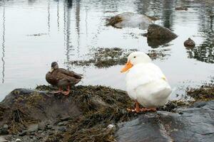 zwei Enten schließen zu das Meer. Maine Küste foto