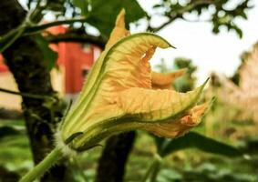 Kürbis quetschen Blume foto