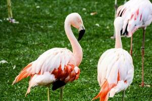 Flamingos im Zoo foto