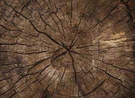 Holzbeschaffenheit des geschnittenen Baumstammes foto