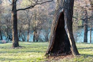 einsamer Baum in einem Sommer- oder Frühlingspark oder Wald mit einer großen Mulde foto