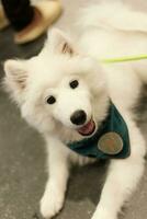 schließen oben schön samoyed Hund suchen oben mit süß Gesicht foto