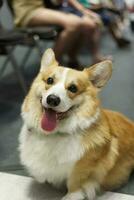 schließen oben flauschige fettig Pelz Corgi Gesicht Hund foto