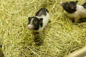 Miniatur Schwein Haustier im das Heu Käfig foto