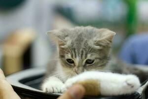 schließen oben Porträt von ein schottisch falten Katze im Katze Haus Box foto