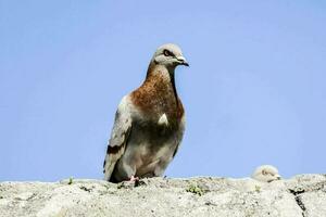 schöne Vogelnahaufnahme foto