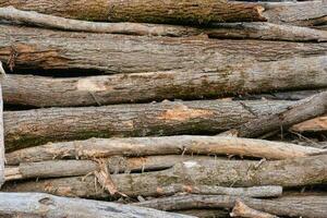 Holz Textur Hintergrund foto