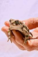 Hand halten ein wenig Frosch foto