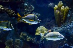 Fische Schwimmen im Aquarium foto