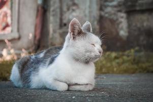 weiße und graue Katze schlafen foto