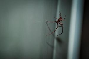 rote Spinne an der weißen Wand foto