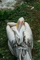 Bild zeigen ein Rosa Pelikan ruhen. diese Bild zeigt an das Eigenschaften von das Gefieder von diese Vogel. foto