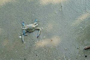 Blau Krabbe schwebend auf das Strand. schwebend Krabben beim niedrig Tide foto