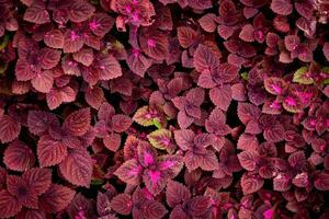 Hintergrund Blatt natürlich Rosa Pflanze Nahansicht Natur abstrakt Textur foto